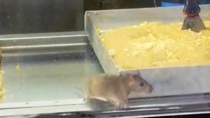 İzmir'den iğrenç görüntü