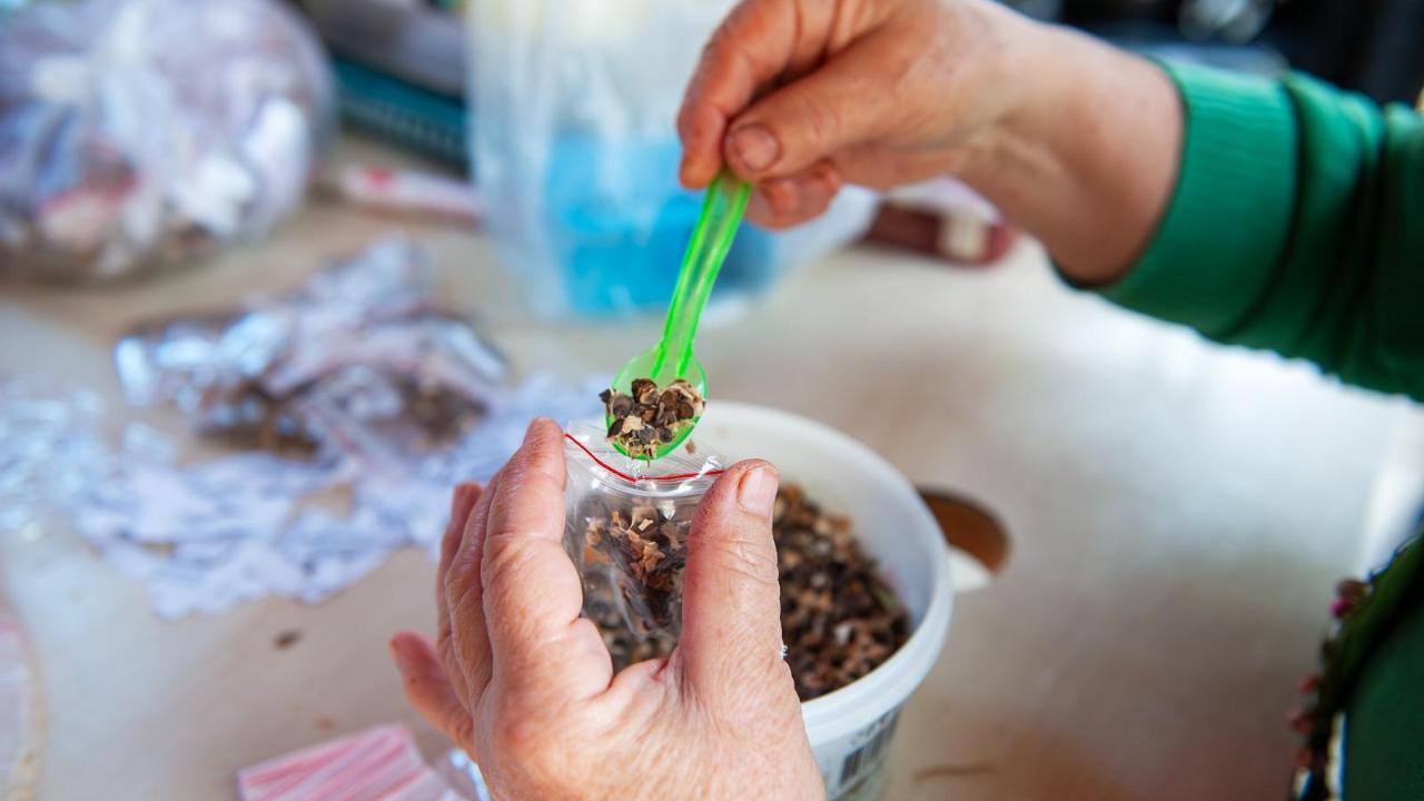 Karşıyaka’da yerel tohum bereketi