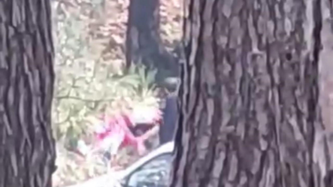 Ormanlık alanda kadını darbeden şüpheli yakalandı