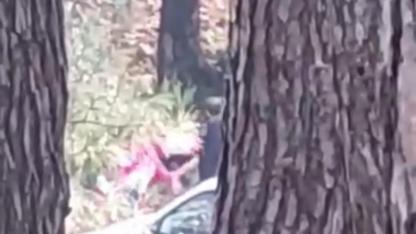 Ormanlık alanda kadını darbeden şüpheli yakalandı