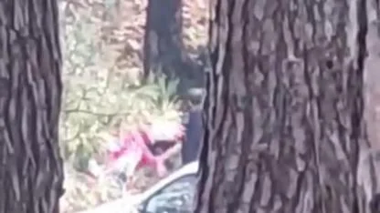 Ormanlık alanda kadını darbeden şüpheli yakalandı