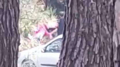 Ormanlık alanda kadını darbeden şüpheli yakalandı