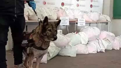 TIR'daki 591 kilo uyuşturucuyu 'Bodri' buldu
