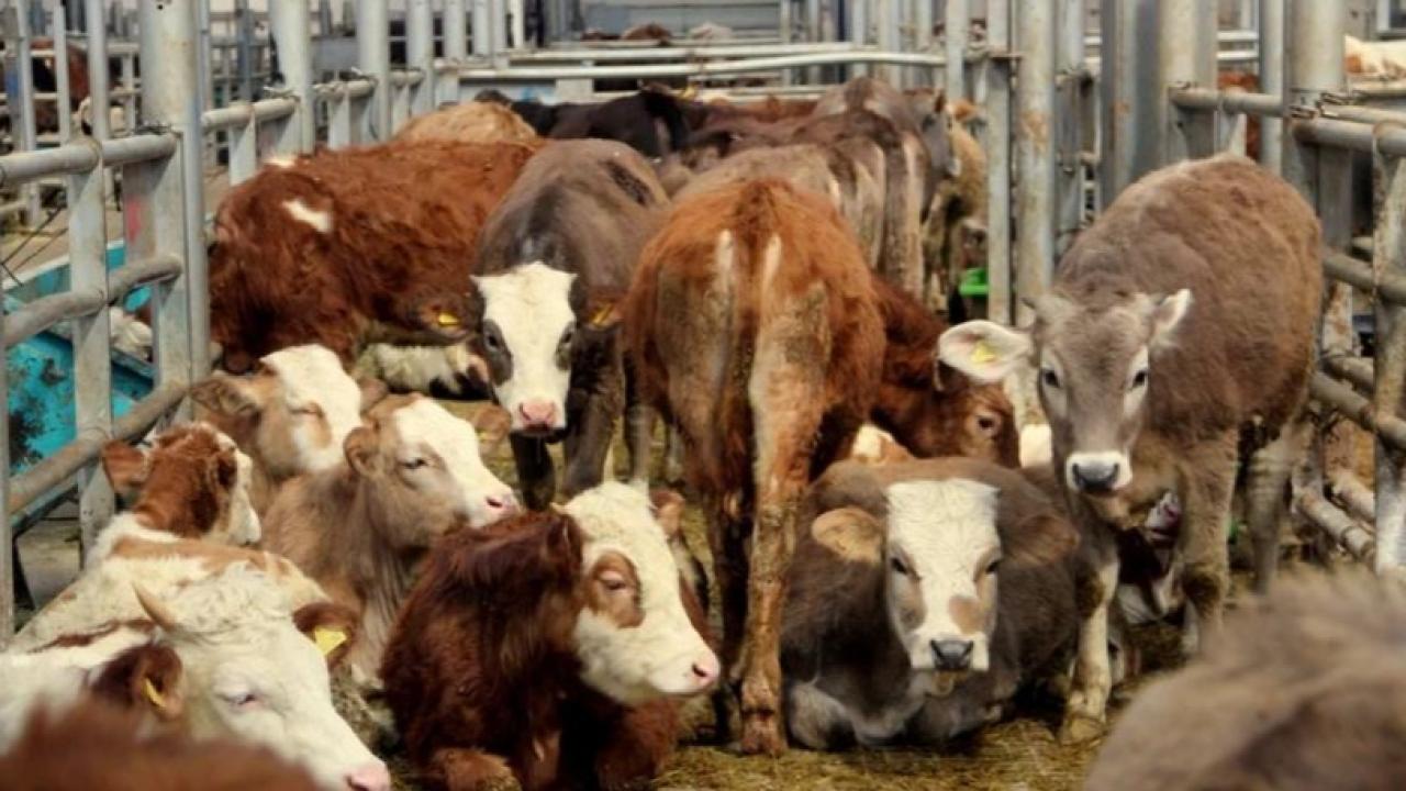 Urla&#039;da şap karantinası: Hayvan hareketleri durduruldu