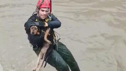 Dereye düşen köpek itfaiye ekipleri tarafından kurtarıldı