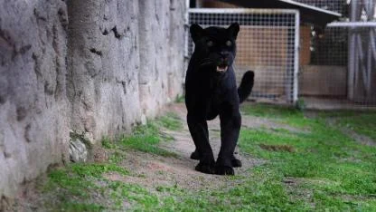 Doğal Yaşam Parkı’nın jaguarı Juliet yaşama veda etti