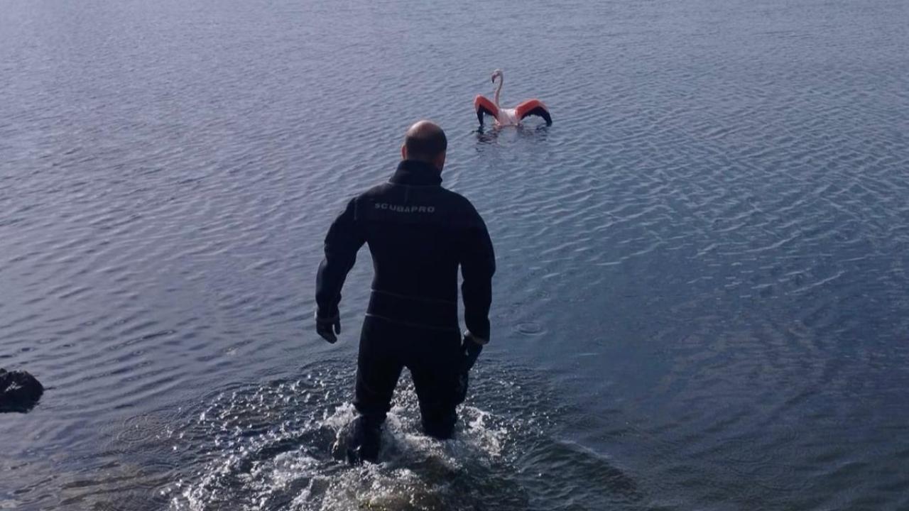 Flamingoya hayat veren kurtarma operasyonu