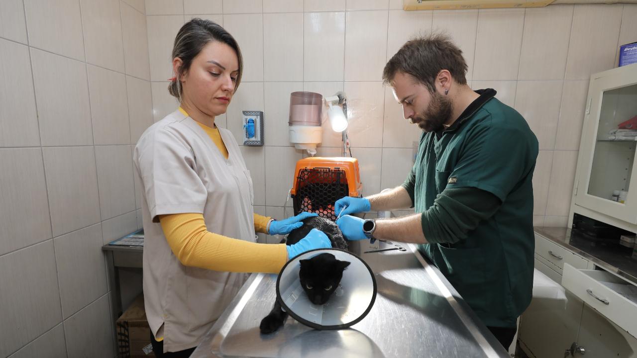 Gaziemir Belediyesi 6 bin 222 can dostun yaşamına dokundu