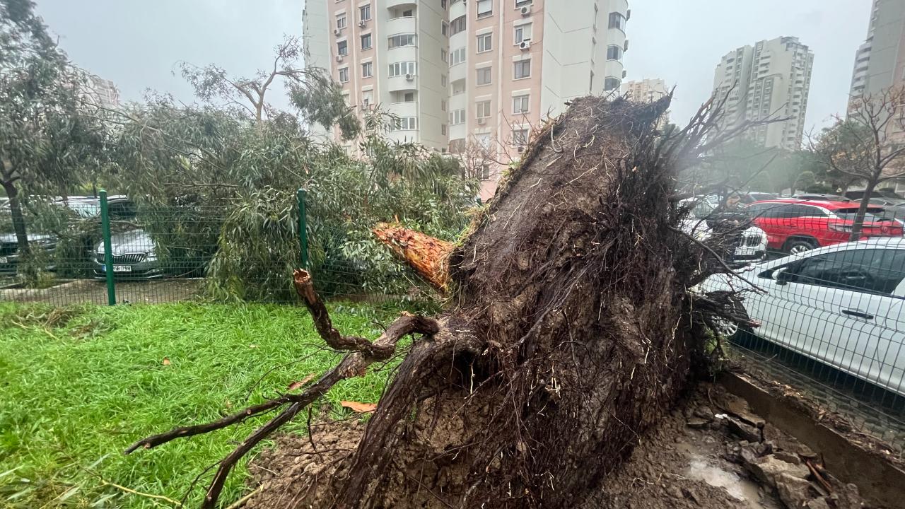 İzmir'de fırtına ağaçları devirdi