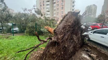 İzmir'de fırtına ağaçları devirdi