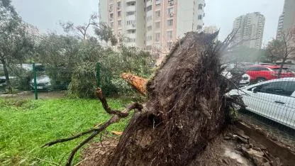 İzmir'de fırtına ağaçları devirdi