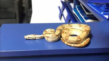 İzmir'de kafede yılanla gezdi