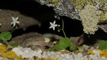 İzmir’de yeni bitki türü keşfedildi