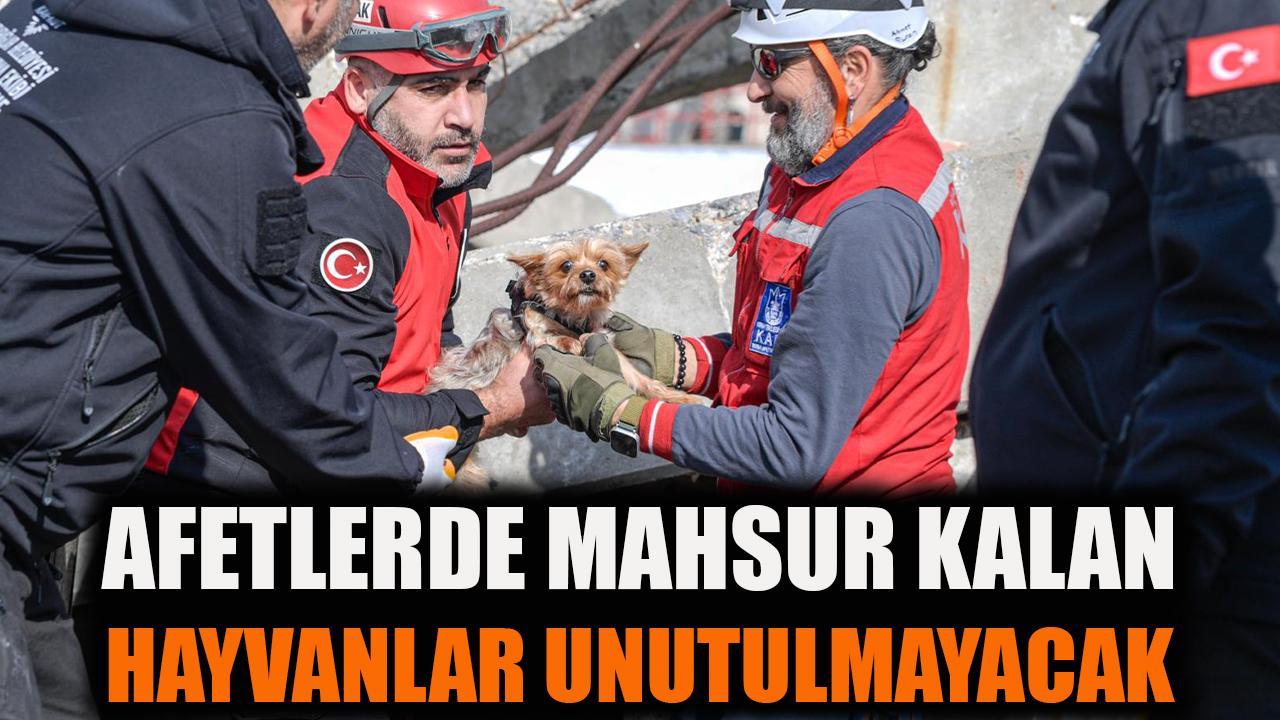 Afetlerde mahsur kalan hayvanlar unutulmayacak