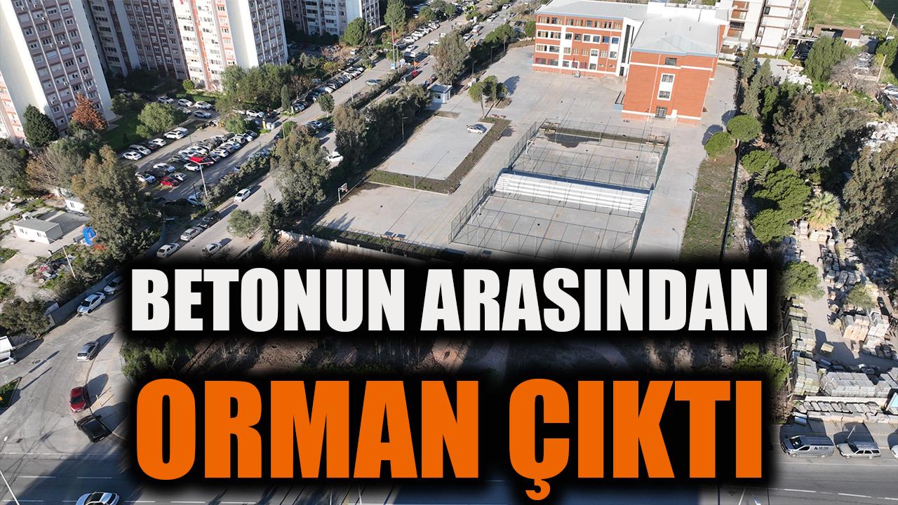 Betonun arasından orman çıktı