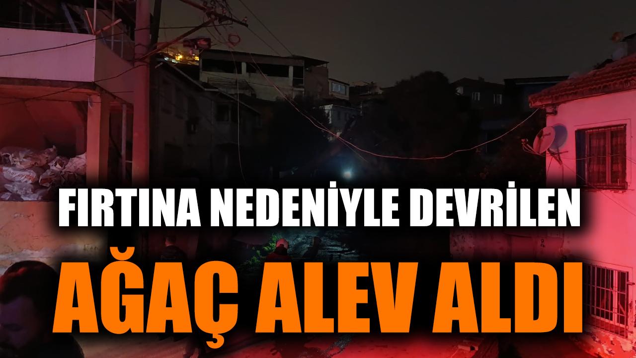 Fırtına nedeniyle devrilen ağaç alev aldı