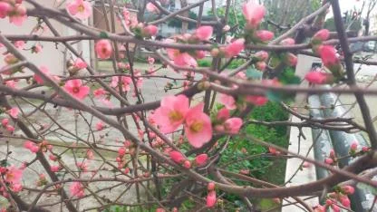 İzmir'de ayva çiçek açtı