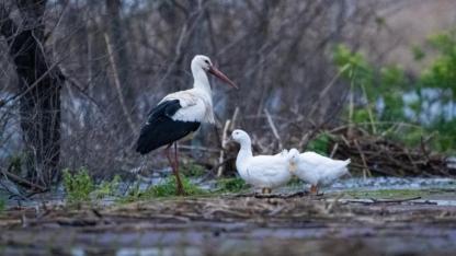 Kayığa konunca gerçek ortaya çıktı