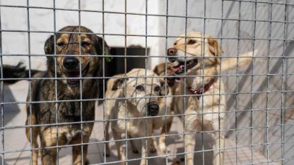 Bornova’da can dostlara büyük destek, gıda bağışı