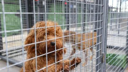 Buca’nın can dostlarına “beş yıldızlı” bakım