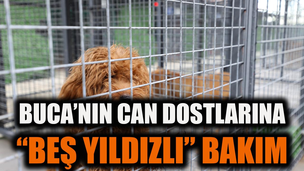 Buca’nın can dostlarına “beş yıldızlı” bakım