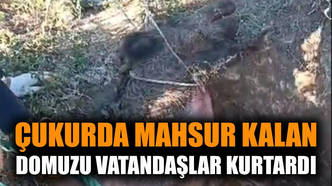 Çukurda mahsur kalan yaban domuzunu vatandaşlar kurtardı