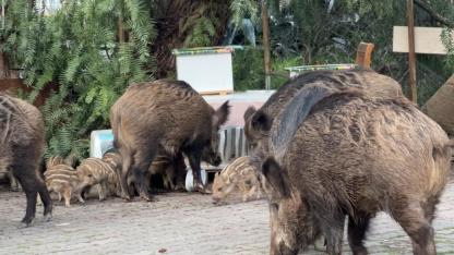İzmir'de yaban domuzları sokaklarda yiyecek aradı