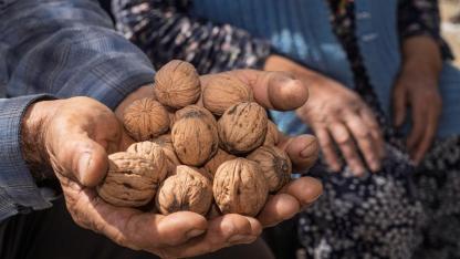 Kesilen cevizlerin yerine umut filizlendi