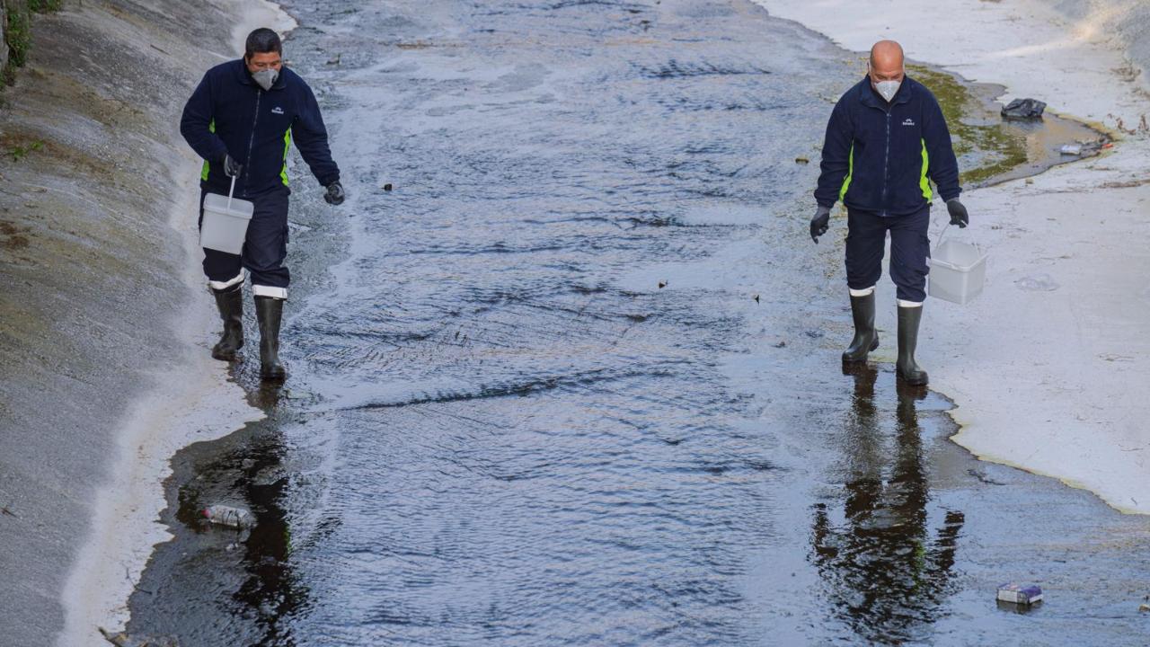 “Mevsimsel sinekler zararsız”