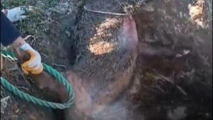 Çukurda mahsur kalan yaban domuzunu vatandaşlar kurtardı