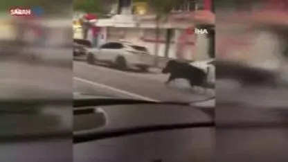 Batman’da domuz dehşeti