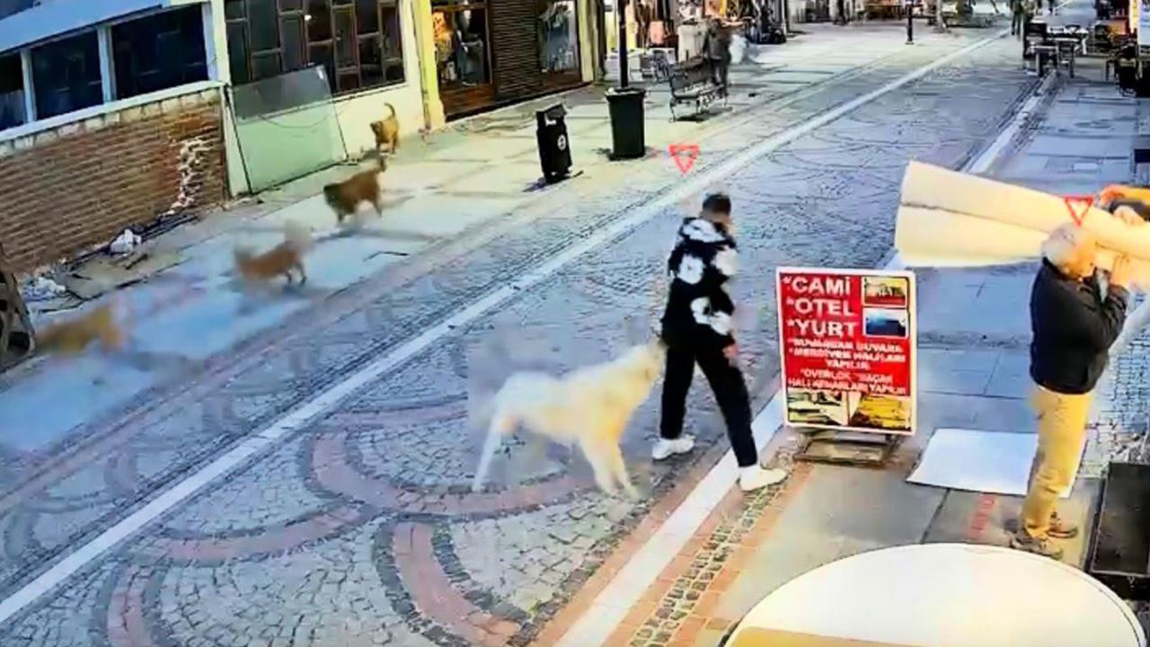 Edirne’de başıboş köpek saldırısı