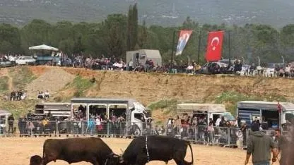 Kemalpaşa'da 3. Boğa Güreşi Festivali heyecanı