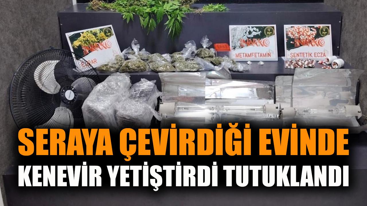 Seraya çevirdiği evde kenevir yetiştiren şahıs tutuklandı