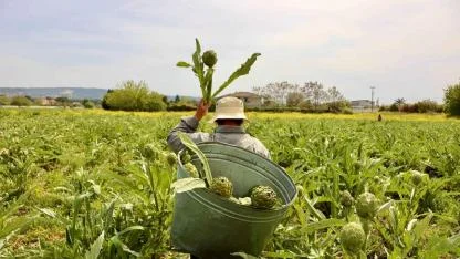 Uluslararası Urla Enginar Festivali 1-2-3 Mayıs’ta