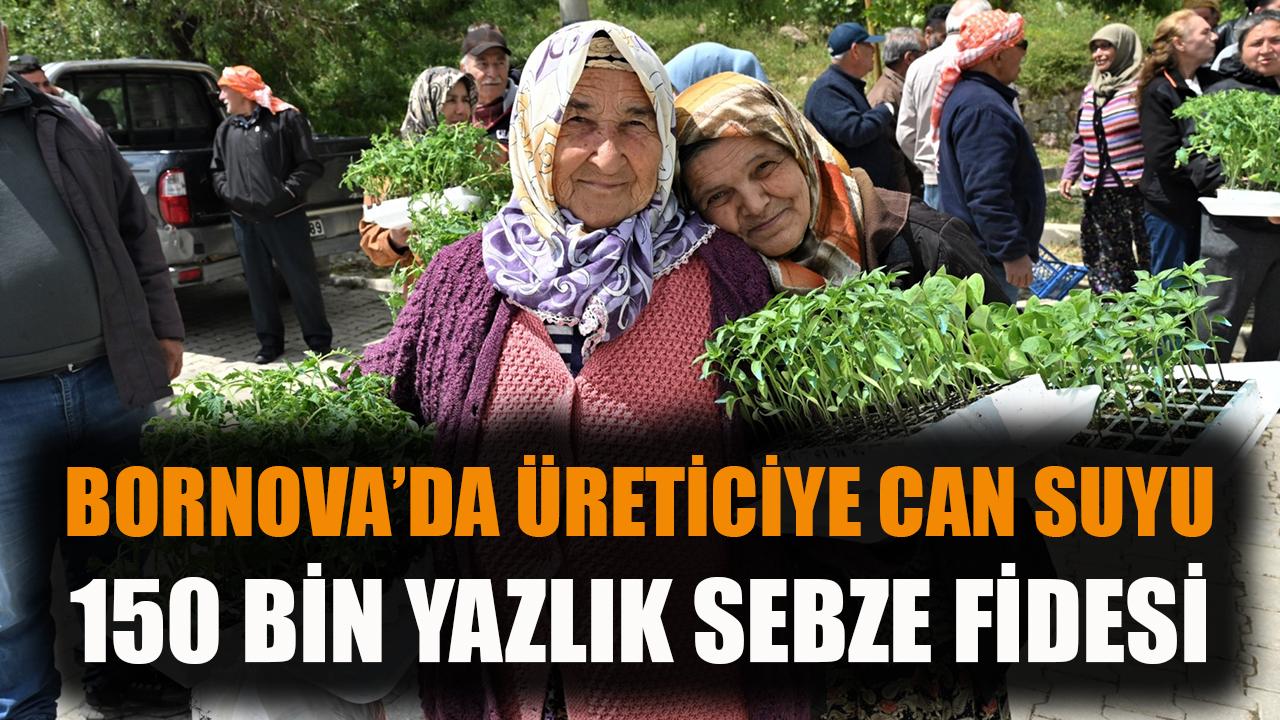 Bornova’dan üreticiye can suyu: 150 bin yazlık sebze fidesi