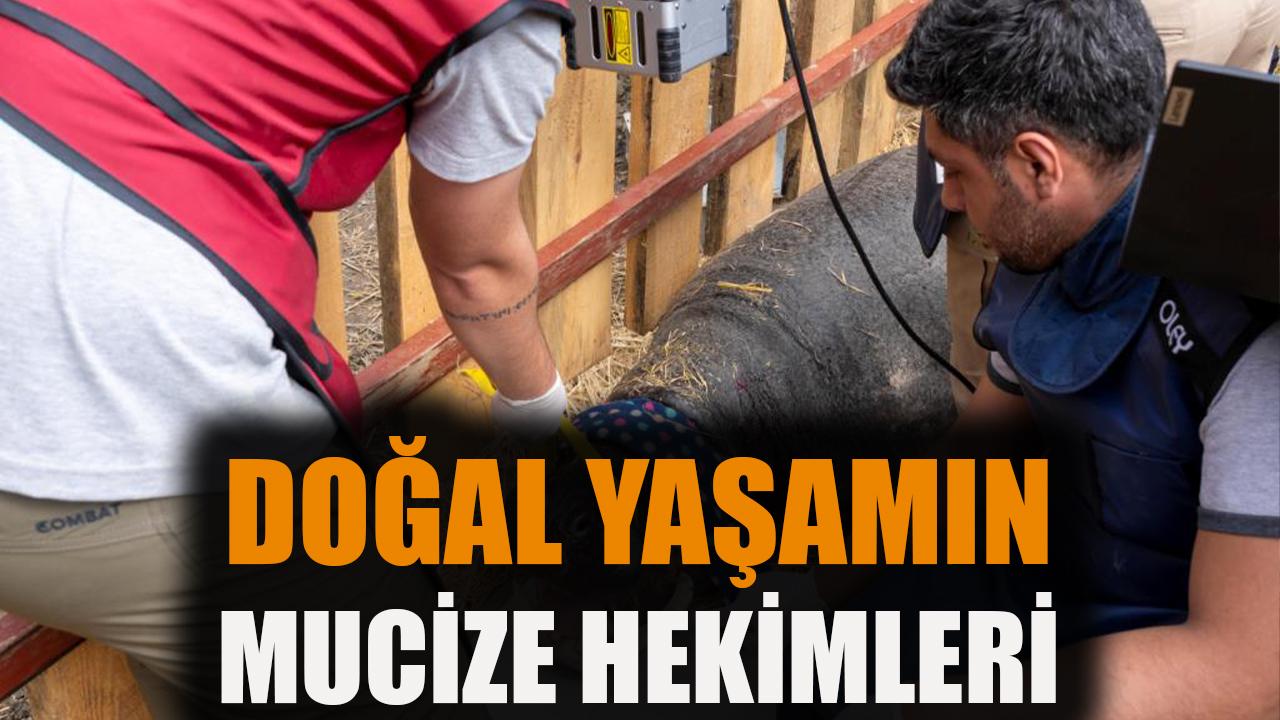 Doğal yaşamın mucize hekimleri