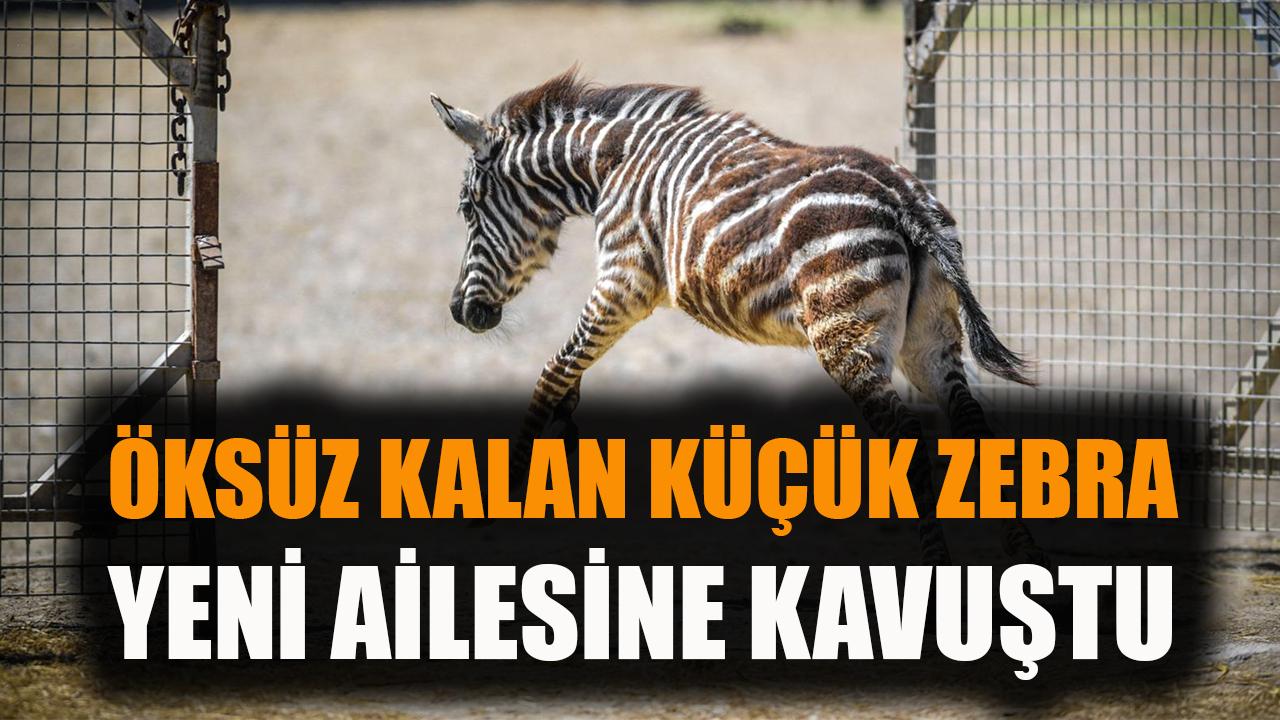 Öksüz kalan küçük zebranın yeni ailesi