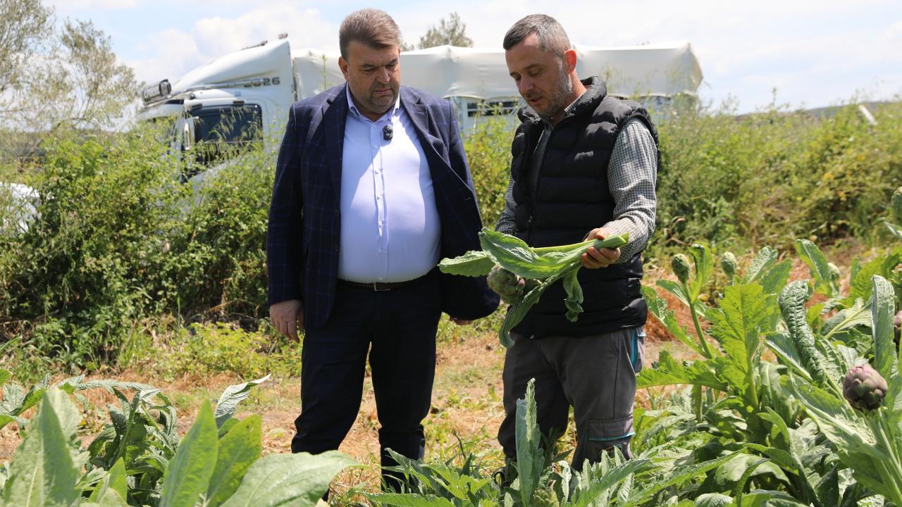 Seferihisar’da enginar için hasat sezonu başladı