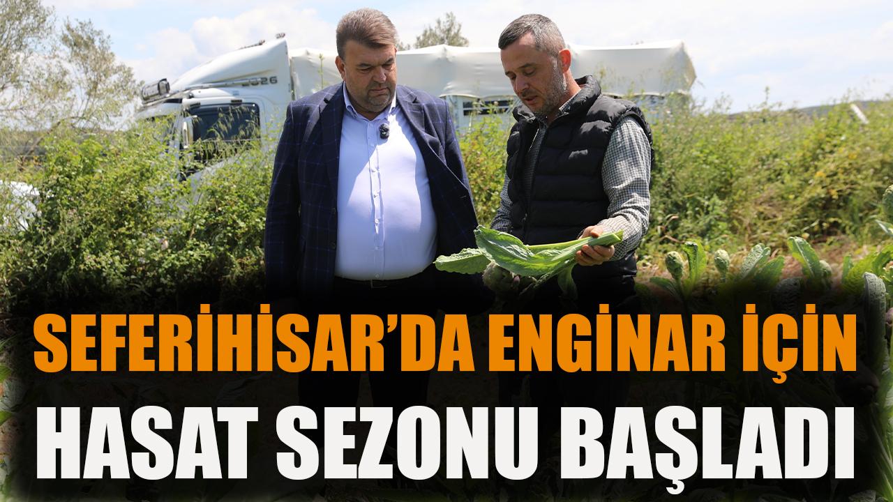 Seferihisar’da enginar için hasat sezonu başladı