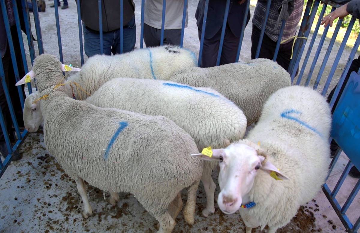 Aliağa Kırsal Kalkınmada Örnek Olmaya Devam Ediyor