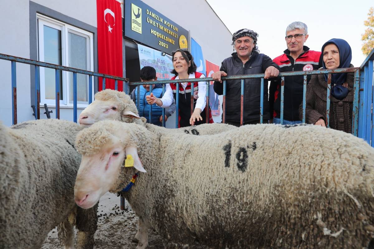 Aliağa Belediyesinden üreticiye damızlık koyun desteği