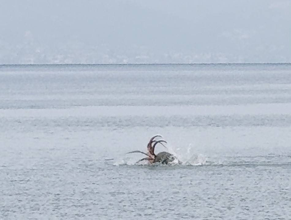 Çeşme sahilinde fokun ahtapot avı