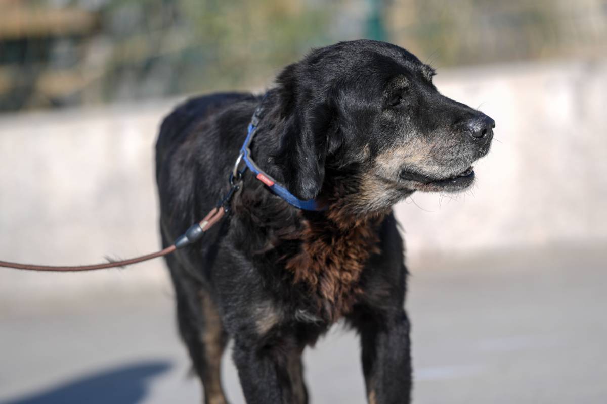 İzmirli hayvansever Çörekçi’nin emanetlerine İzmir Büyükşehir Belediyesi sahip çıktı