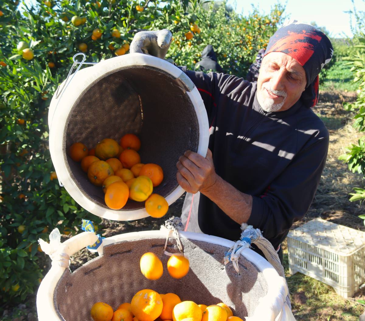 Rekolte arttı, Satsuma mandalinası pazarda yerini aldı