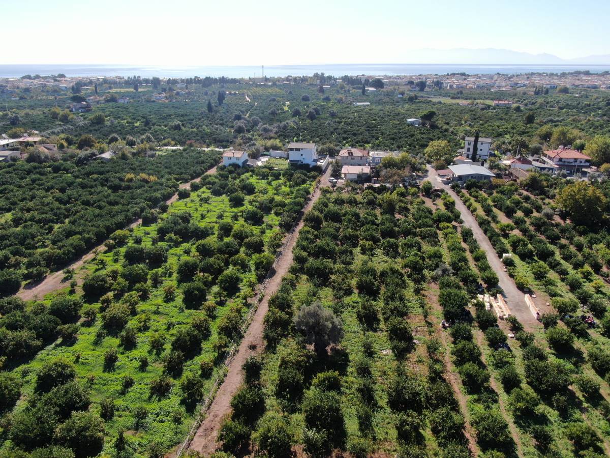 Rekolte arttı, Satsuma mandalinası pazarda yerini aldı