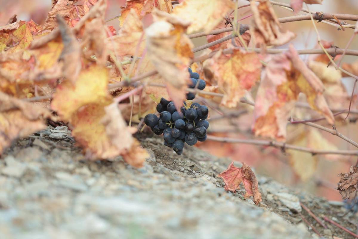 Kavacık’ın coğrafi işaretli üzümü ilgi odağı oldu