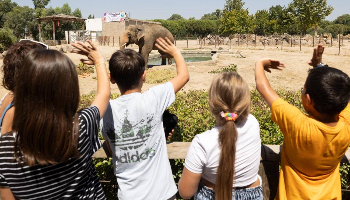 İzmir Doğal Yaşam Parkı’nın fillerine ayak bakımı