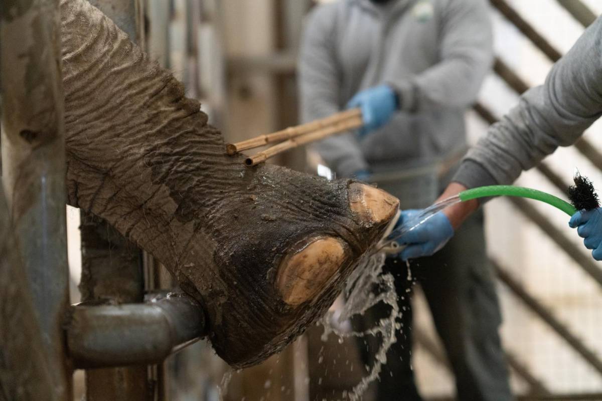 İzmir Doğal Yaşam Parkı’nın fillerine ayak bakımı