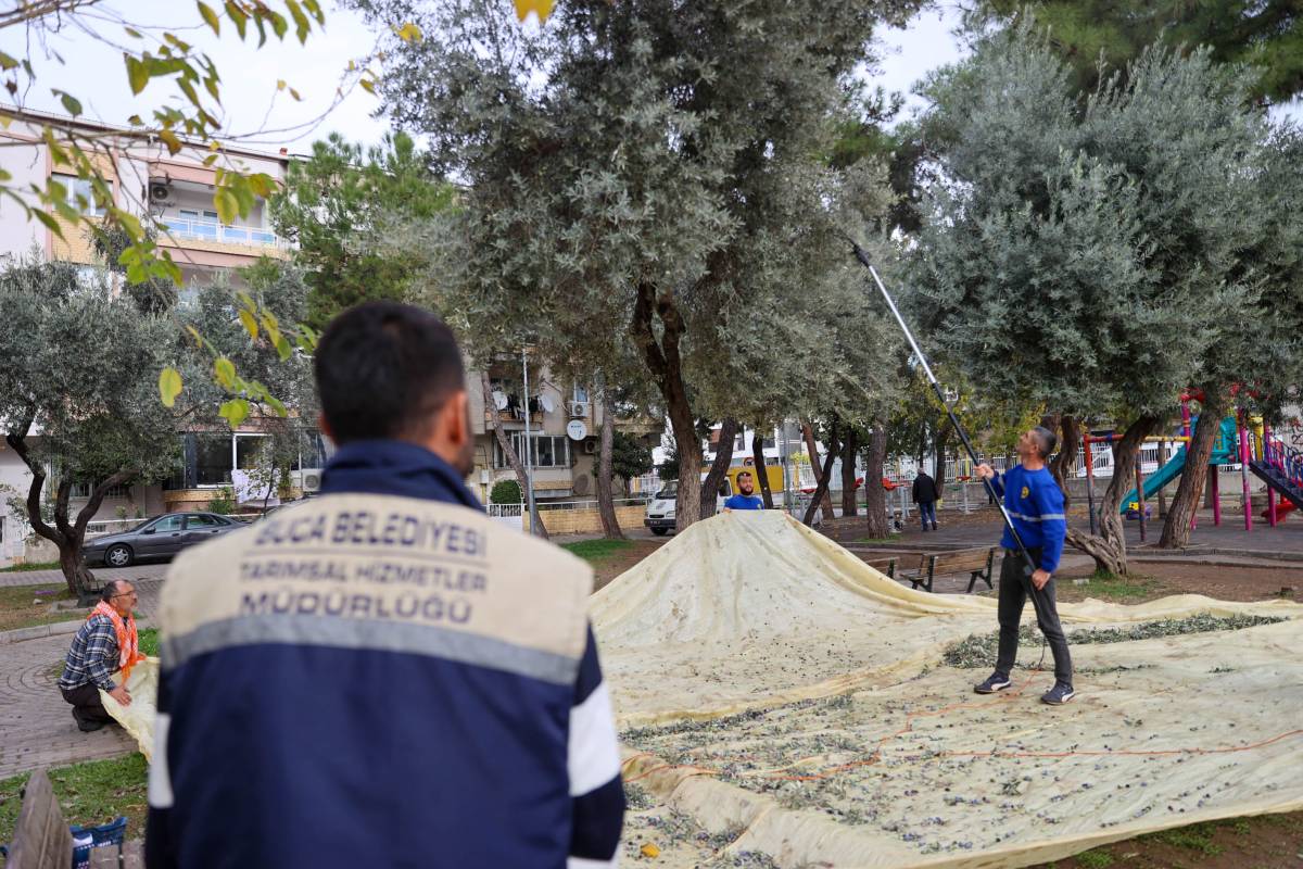 Buca’da zeytin hasadı zamanı